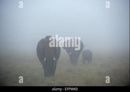 L'elefante africano (Loxodonta africana), elefante famiglia con bull, latte di mucca e di giovani, nella nebbia, il Masai Mara, Kenya Foto Stock