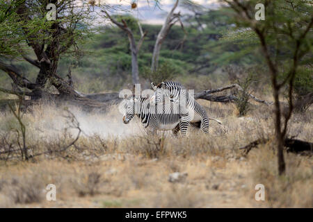 Di Grevy zebre (Equus grevyi) coniugata, altamente specie in via di estinzione, Bufalo Springs riserva nazionale, Kenya Foto Stock