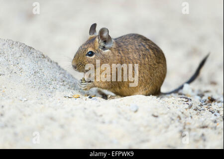 Degu (Octodon degus), nativo di centro Cile, captive, Turingia, Germania Foto Stock