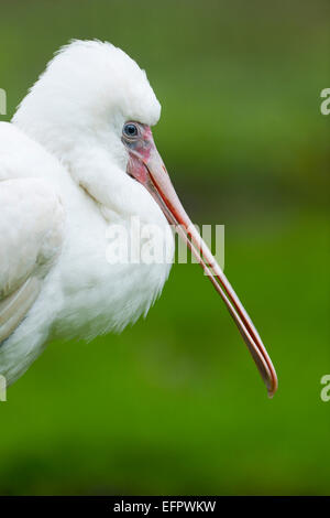 Eurasian spatola o comuni o spatola (Platalea leucorodia), giovane uccello, captive, Turingia, Germania Foto Stock