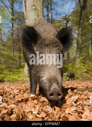 Il cinghiale (Sus scrofa), seminare in primavera nei boschi, Nord Reno-Westfalia, Germania Foto Stock