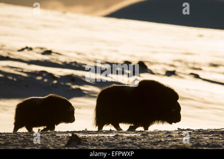 Muskoxen (Ovibos moschatus) in controluce, giovani con femmina adulta, Dovrefjell-Sunndalsfjella National Park, Norvegia Foto Stock