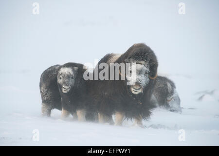 Muskoxen (Ovibos moschatus) in una tempesta di neve, giovane con femmina adulta, congelati volti, Dovrefjell-Sunndalsfjella Parco Nazionale Foto Stock