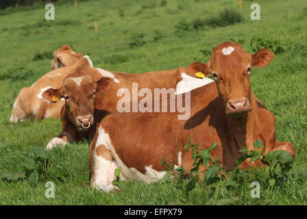 Guernsey vacche giacente in un ricco pascolo di erba in una fattoria in North Devon, Regno Unito. Tenuto principalmente per la loro ricca di latte cremoso.un caseificio del Regno Unito Foto Stock