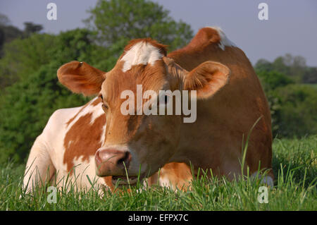 Guernsey vacche giacente in un ricco pascolo di erba in una fattoria in North Devon, Regno Unito. Tenuto principalmente per la loro ricca di latte cremoso.un caseificio del Regno Unito Foto Stock