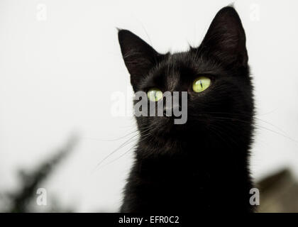 Attraente nero micio