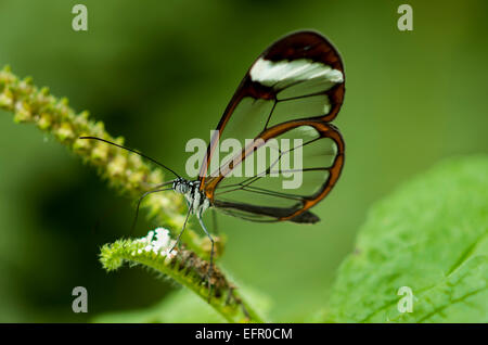 Alato di vetro di farfalle tropicali , Greta Oto, alimentazione sulla pianta non identificato Foto Stock