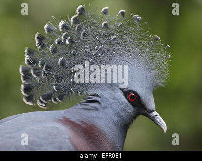 Victoria incoronato pigeon.Goura victoria.Terra-abitazione pigeon nativo della Nuova Guinea regione. Foto Stock