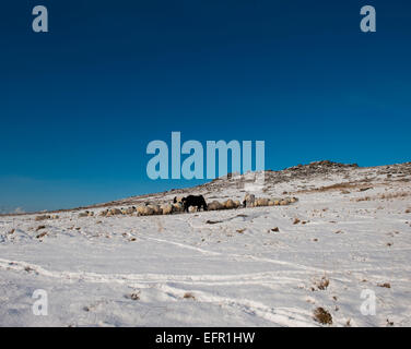 Moorland pony e pecora mangiare vicino Roughtor nella neve su Bodmin Moor, North Cornwall. Foto Stock