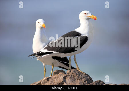 Kelp gabbiani (Larus dominicanus), coppia arroccata su una roccia, punto pietrose, Betty's Bay, Western Cape, Sud Africa Foto Stock