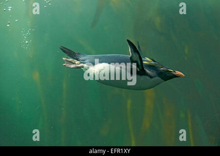 Pinguino saltaroccia (Eudyptes chrysocome), Adulto, diving, captive, Sud Africa Foto Stock