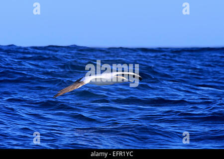 Cape Gannet (Morus capensis), in volo, Capo di Buona Speranza, Western Cape, Sud Africa Foto Stock