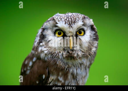 Civetta capogrosso o gufo boreale (Aegolius funereus), Adulto, captive, Eifel, Renania-Palatinato, Germania Foto Stock