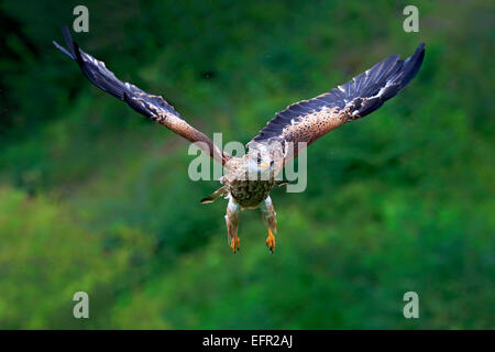 Nibbio reale (Milvus milvus), adulto, in volo, prigionieri Eifel, Renania-Palatinato, Germania Foto Stock