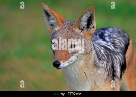 Nero-backed Jackal (Canis mesomelas), Adulto, alert Western Cape, Sud Africa Foto Stock