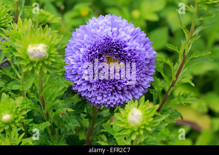 Cinese (Aster chinensis Callistephus), fiore, Germania Foto Stock