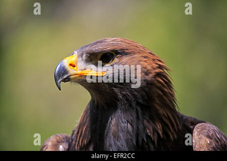 Aquila reale (Aquila chrysaetos), Adulto, captive, Renania-Palatinato, Germania Foto Stock