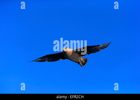 Sub antartiche o Skua Skua marrone (Stercorarius antarcticus lonnbergi), adulto, in volo, Capo di Buona Speranza, Sud Africa Foto Stock