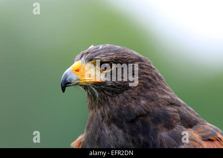 La Harris Hawk (Parabuteo unicinctus), Adulto, captive, Germania Foto Stock