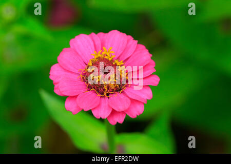 Zinnia (Zinnia elegans), fiore, Germania Foto Stock