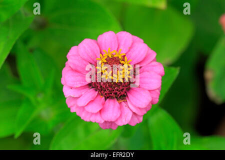 Zinnia (Zinnia elegans), fiore, Germania Foto Stock