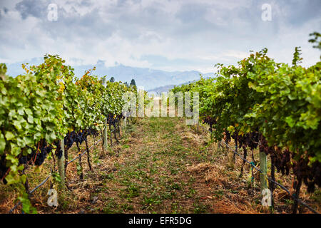 Filari di viti nel vigneto, Kelowna, British Columbia, Canada Foto Stock