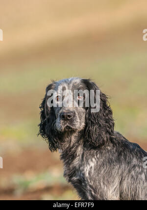 Bianco & Nero Cocker Spaniel Foto Stock