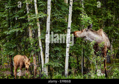 Vitello e madre di alci (alces) alimentazione sulla chioma, Parco Nazionale di Denali, Alaska, STATI UNITI D'AMERICA Foto Stock