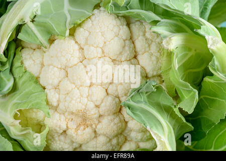 Immagine Stock close up di un cavolfiore Foto Stock