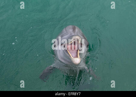 Ridendo Dolphin. Foto Stock