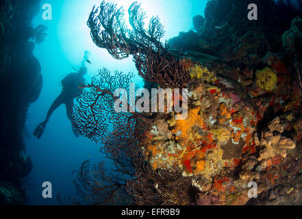 Subacqueo sulla barriera corallina. Foto Stock