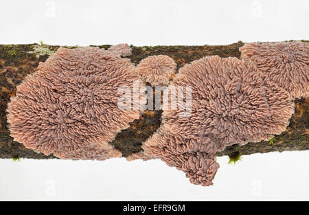 Crosta rugosa di fungo Foto Stock