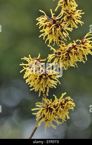 Strega comune-hazel - American strega-Hazel (Hamamelis Virginiana) fioritura a fine inverno (nativi per il Nord America) Foto Stock