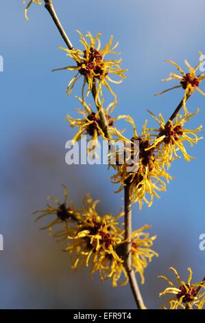 Strega comune-hazel - American strega-Hazel (Hamamelis Virginiana) fioritura a fine inverno (nativi per il Nord America) Foto Stock