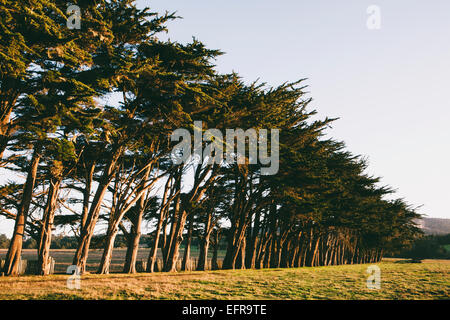 Fila di Monterey cipressi nativo specie di albero sul bordo di un campo vicino al punto Reyes. Foto Stock