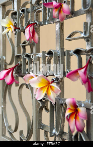 Chiudere verticale di Plumeria o Frangipani fiori decorazione di ringhiere in Thailandia. Foto Stock