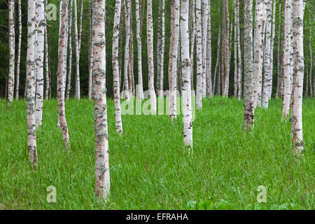 Argento / betulla presenta verrucosa betulla (Betula pendula / betula alba / Betula verrucosa) tronchi di betulle nel bosco di latifoglie Foto Stock