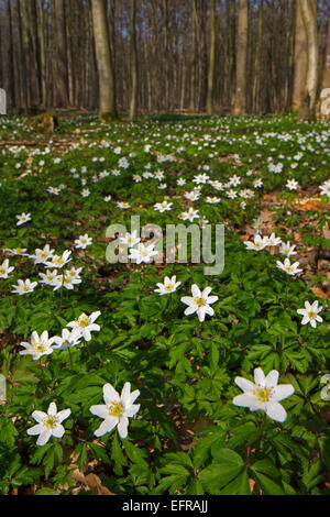 Anemoni di legno (Anemone nemorosa ,) fioritura nella foresta di faggio in primavera Foto Stock