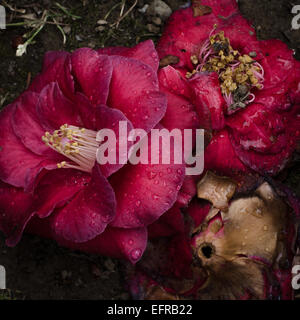 Bellezza decadente, Camelia le teste dei fiori con gocce di pioggia Foto Stock