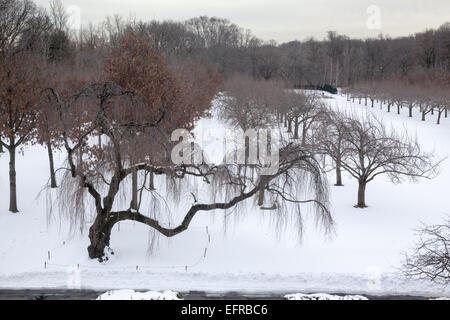 Cherry Esplanade al Brooklyn Botanic Garden in inverno. Brooklyn, New York. Foto Stock