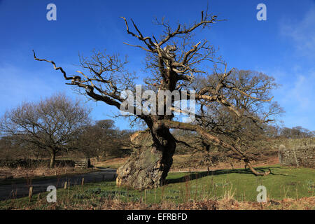 Un antico albero di quercia crescente vicino a Bolton Abbey nel Yorkshire Dales Foto Stock