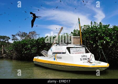 GPS - Monitoraggio" Frigate Bird progetto '-' Isla de los Pajaros ' - PUERTO PIZARRO. Dipartimento di Tumbes .PERÙ Foto Stock