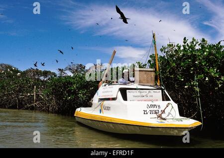 GPS - Monitoraggio" Frigate Bird progetto '-' Isla de los Pajaros ' - PUERTO PIZARRO. Dipartimento di Tumbes .PERÙ Foto Stock