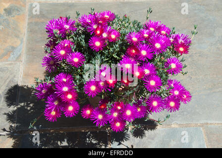 Lampranthus spectabilis, la perenne Livingstone Daisy o impianto di ghiaccio Foto Stock