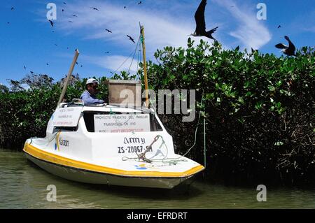 GPS - Monitoraggio" Frigate Bird progetto '-' Isla de los Pajaros ' - PUERTO PIZARRO. Dipartimento di Tumbes .PERÙ Foto Stock