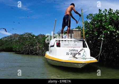 GPS - Monitoraggio" Frigate Bird progetto '-' Isla de los Pajaros ' - PUERTO PIZARRO. Dipartimento di Tumbes .PERÙ Foto Stock