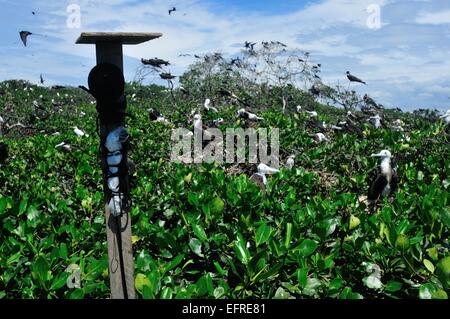 GPS - Monitoraggio" Frigate Bird progetto '-' Isla de los Pajaros ' - PUERTO PIZARRO. Dipartimento di Tumbes .PERÙ Foto Stock