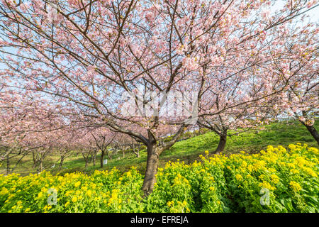 Cherry Blossom Festival a Matsuda, Kanagawa, Giappone Foto Stock