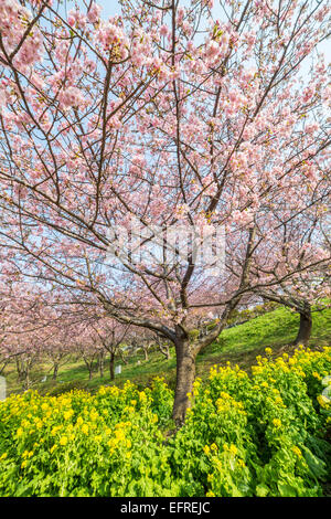 Cherry Blossom Festival a Matsuda, Kanagawa, Giappone Foto Stock