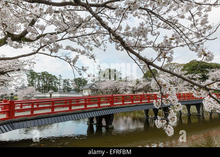 Il castello di Odawara e fiori di ciliegio, Kanagawa, Giappone Foto Stock